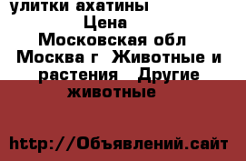 улитки ахатины !!!!!!!!!!!!! › Цена ­ 700 - Московская обл., Москва г. Животные и растения » Другие животные   